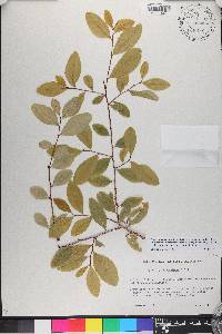 Erythroxylum hondense image