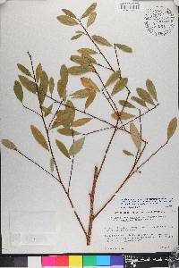 Erythroxylum novogranatense image