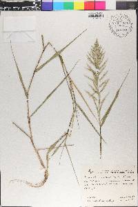 Eragrostis viscosa image