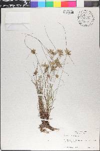 Cyperus flavescens image