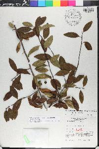 Sideroxylon thornei image