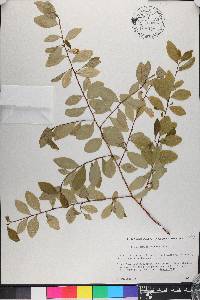 Erythroxylum hondense image