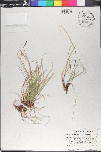 Carex lucorum image