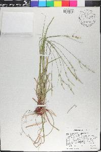 Carex communis var. amplisquama image