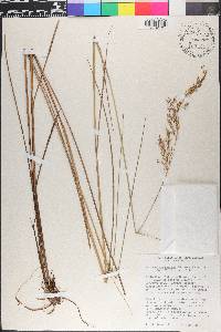 Sorghastrum setosum image
