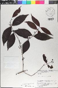 Eugenia egensis image