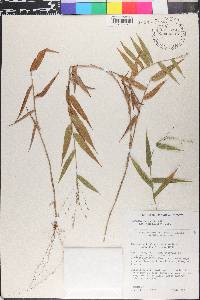 Panicum sellowii image