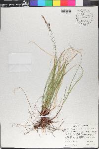 Carex lucorum image