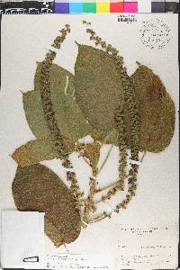 Acalypha macrostachya image