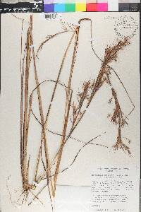 Hyparrhenia bracteata image