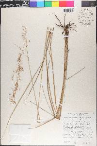Sorghastrum setosum image