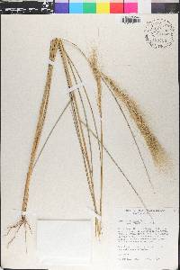 Aristida riparia image