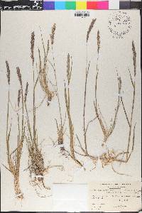 Elymus alaskanus subsp. latiglumis image