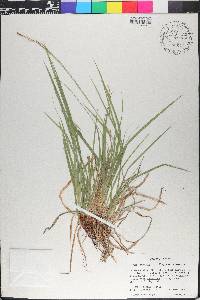 Carex communis var. communis image