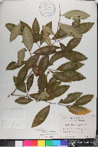 Erythroxylum panamense image