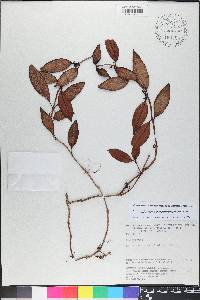 Codonanthopsis crassifolia image