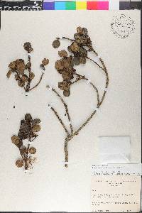 Ilex vulcanicola image