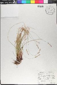 Carex lucorum image