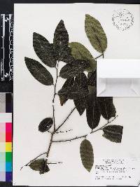 Diospyros mollis image