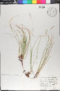 Carex lucorum var. austrolucorum image