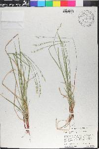 Carex communis var. amplisquama image