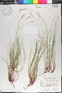 Carex lucorum image