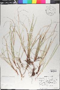 Carex lucorum image