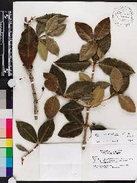 Garcinia madruno image