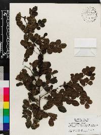 Zanthoxylum fagara image