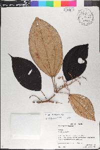 Miconia crassinervis image