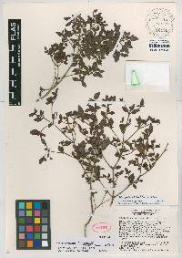 Miconia formonensis image