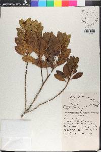 Erithalis fruticosa image