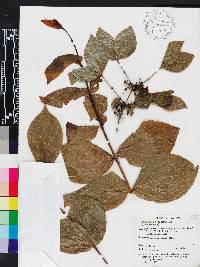 Strychnos potatorum image