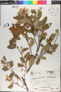 Prunus subcoriacea image