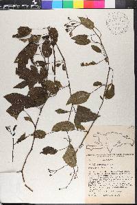 Solanum pyrifolium image