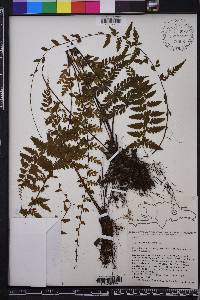 Asplenium radicans image