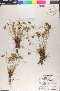 Cyperus lanceolatus image