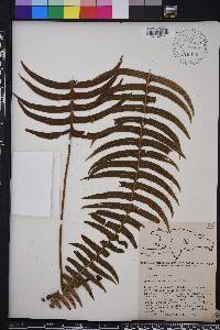 Polypodium loriceum image