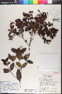 Miconia cordierorum image