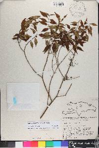 Miconia miguelfuertesii image