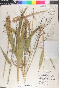 Homolepis glutinosa image