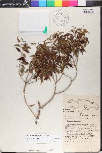 Miconia miguelfuertesii image