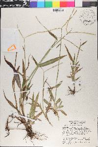 Paspalum conjugatum image
