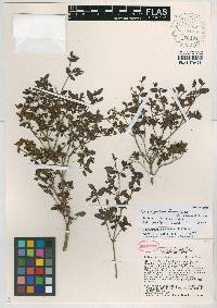Miconia formonensis image