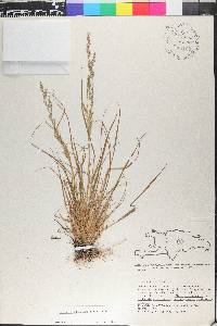 Agrostis altissima image