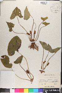 Hexastylis arifolia image