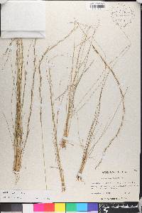 Aristida stricta image