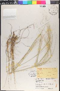 Hesperostipa spartea image
