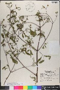 Bidens discoidea image