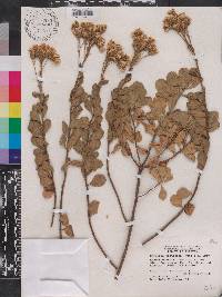 Garberia heterophylla image